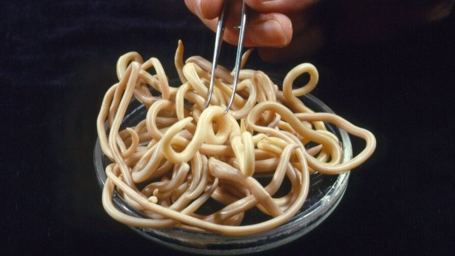 Parasiten des menschlichen Körpers